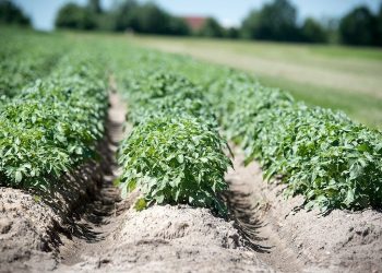 Сівозміна проти дротяника