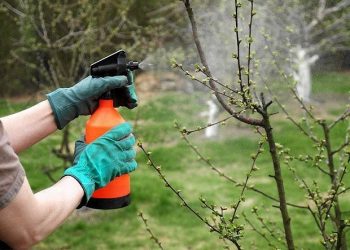 Борна кислота підвищить урожайність плодових