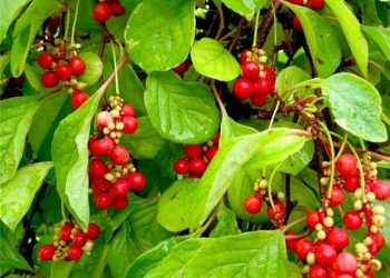 Лимонник обрізуємо навесні