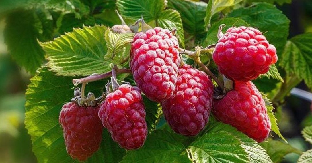 Підживіть малину