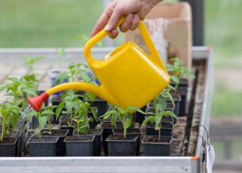 Розсаду поливайте вранці