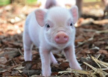 Як вибирати поросят для відгодовування