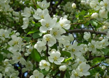 Якщо об’їдає яблуню квіткоїд