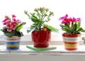 Календар по догляду за кімнатними рослинами на квітень