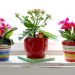 Календар по догляду за кімнатними рослинами на квітень