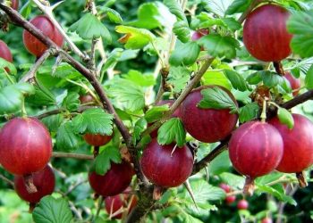 Аби аґрус врожаївся