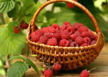 Не дайте малиновому жуку ласувати врожаєм