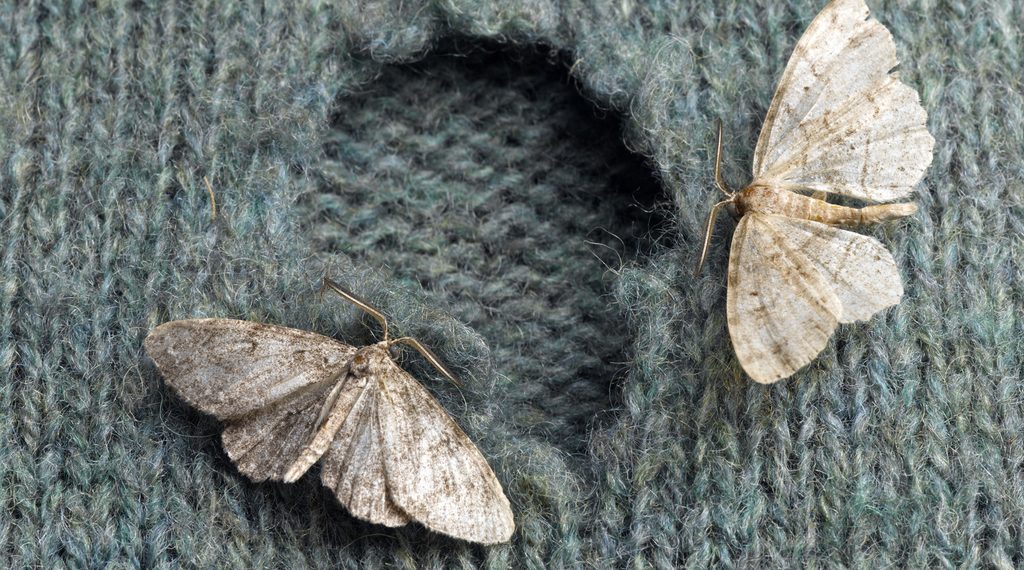 Як позбутися молі в шафі