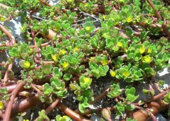 Сапою портулак не знищити