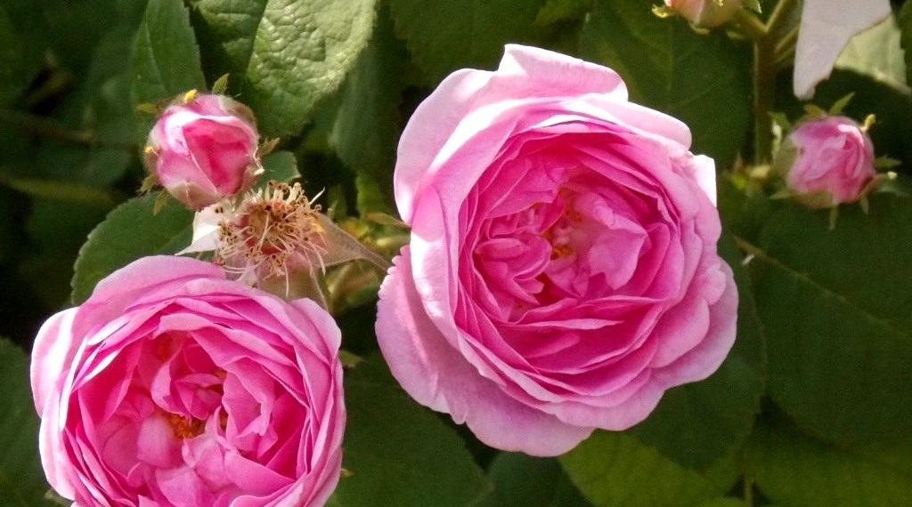 Чудодійні властивості чайної троянди