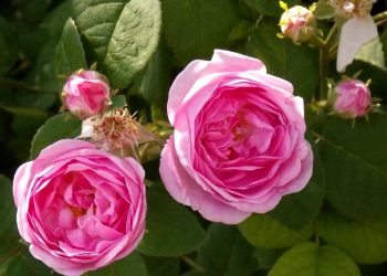 Чудодійні властивості чайної троянди