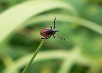 Як захистити худобу від кліщів