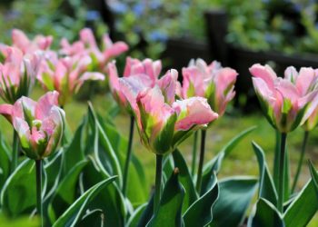 Травень на городі в саду та квітнику