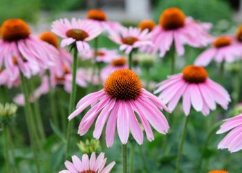 Ехінацея як окраса клумби