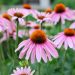 Ехінацея як окраса клумби