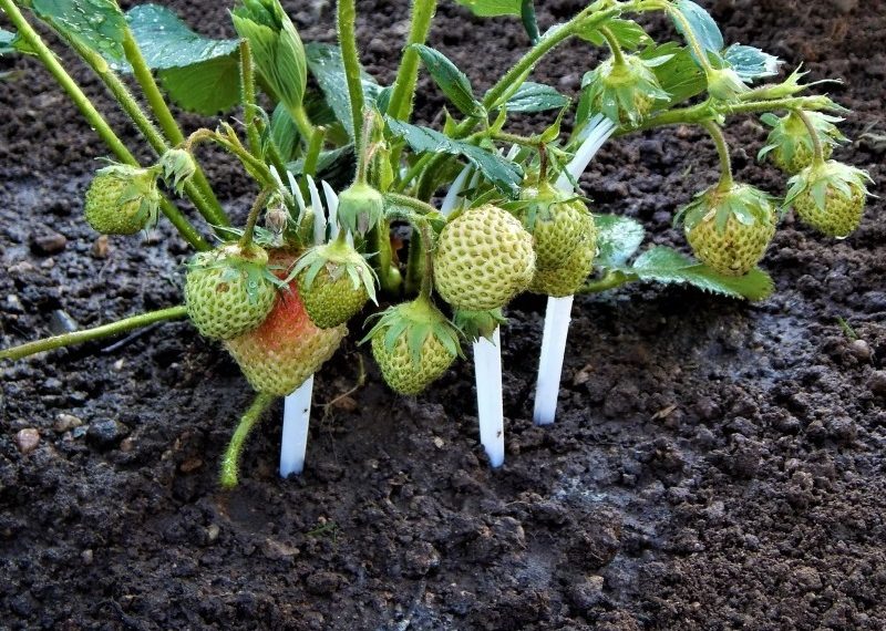 Опори для суниці