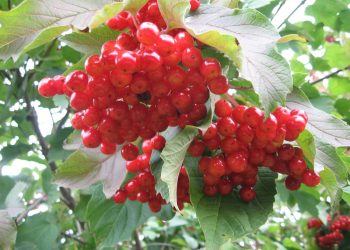 Найпоширеніші хвороби калини