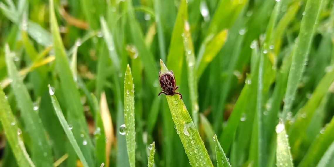 Що робити при укусі кліща?