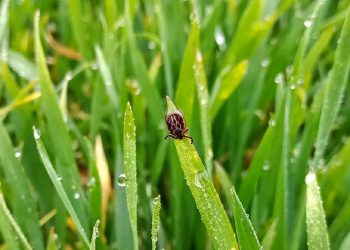 Що робити при укусі кліща?