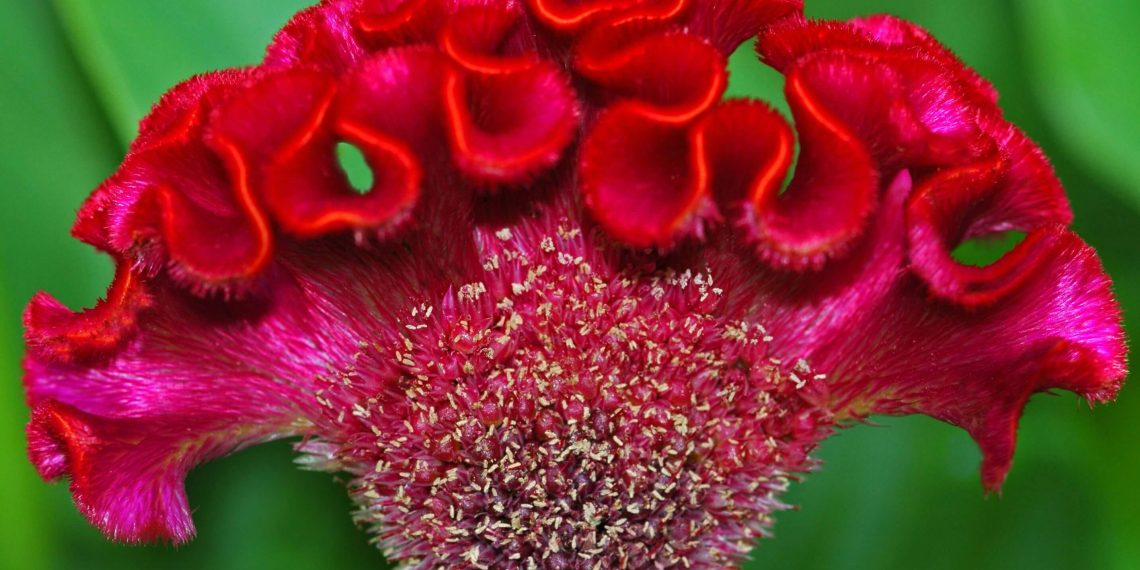 Розсаду целозії висаджують обережно