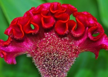 Розсаду целозії висаджують обережно