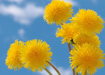 Рецепти народної медицини