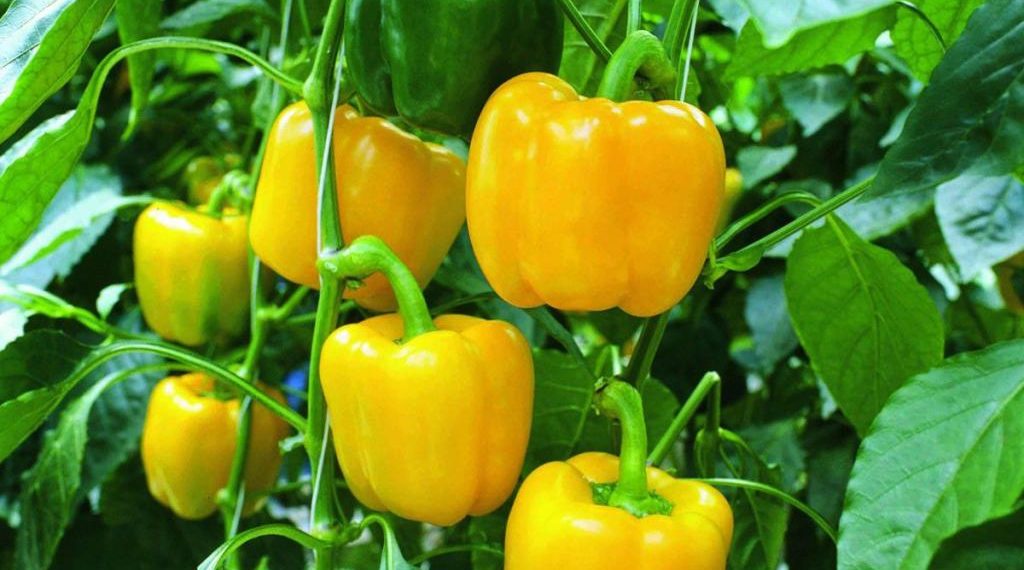 Секрети щедрих врожаїв від нашої читачки