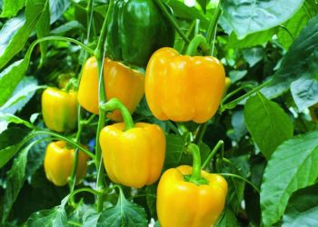 Секрети щедрих врожаїв від нашої читачки