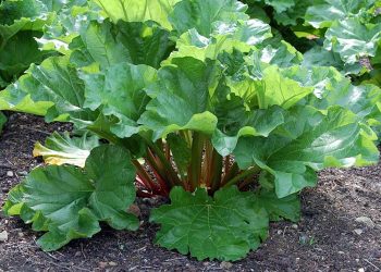 Листя ревеню — шкідливе?