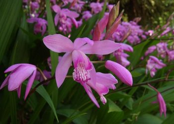 Садові орхідеї — унікальні, але прості, як ромашки