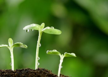 Переваги та недоліки висівання пророщеного насіння