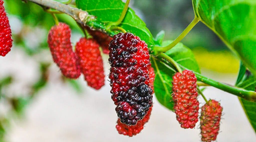 Не лише плодами цінна шовковиця