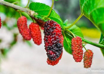 Не лише плодами цінна шовковиця