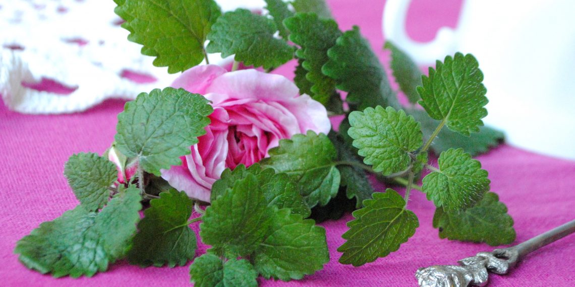 Чому не пахне м’ятний чай?