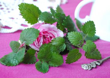 Чому не пахне м’ятний чай?