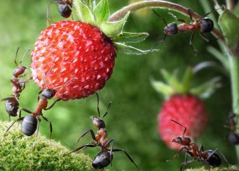 Проти мурашок — нашатир