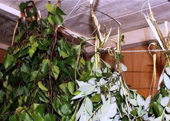 Час заготовляти гілковий корм