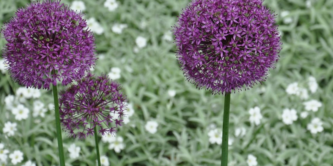 Червень на городі, в саду та квітнику