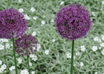 Червень на городі, в саду та квітнику