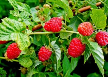 Малину обмежить щавель