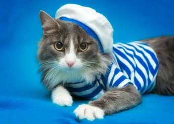 Три міфи про смужку