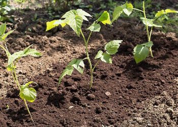 На часі живцювати рослини