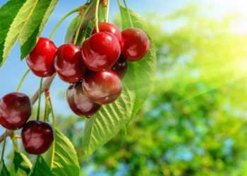 Стан листя черешні — індикатор здоров’я дерева