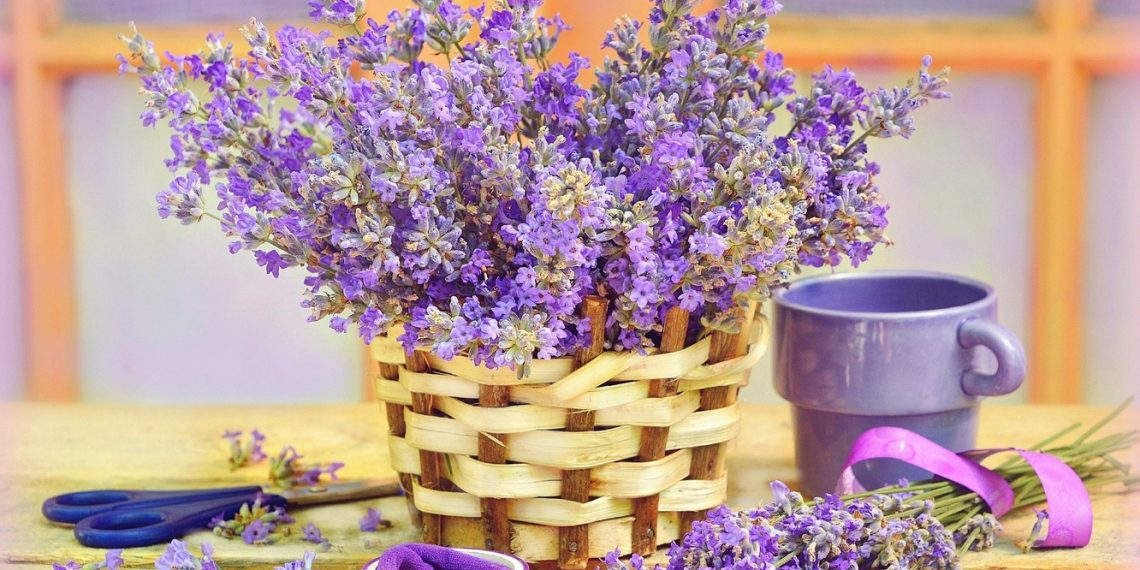 5 ідей для використання лаванди