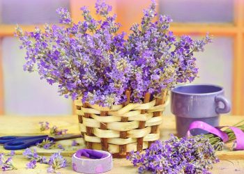 5 ідей для використання лаванди