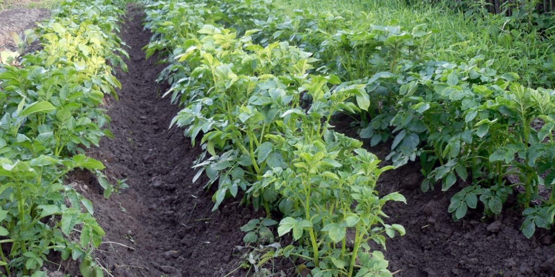 Картоплю обробляють уранці або ввечері