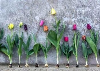 Де зберігати цибулини тюльпанів