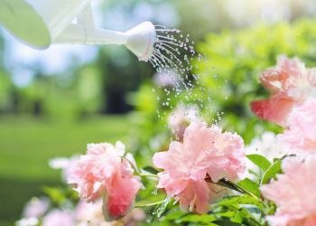 Місячний календар для кімнатних та декоративних рослин на червень