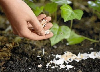 Город підживіть яєчною шкаралупою