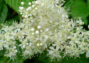 Таволга — природний аспірин
